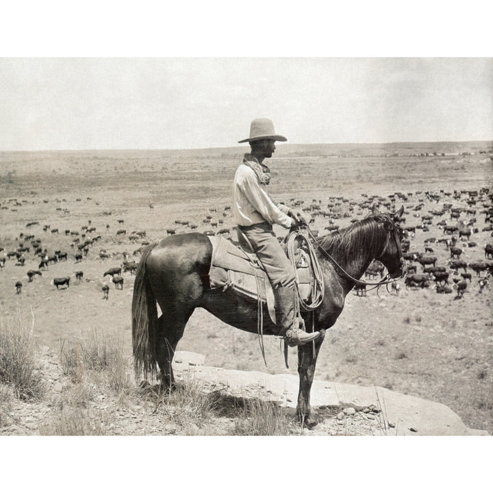 Texas Cowboy C1908. Na Cowboy On Horseback Standing A Knoll While Looking Down At A Herd Of Cattle At The Ls Ranch In Image 1