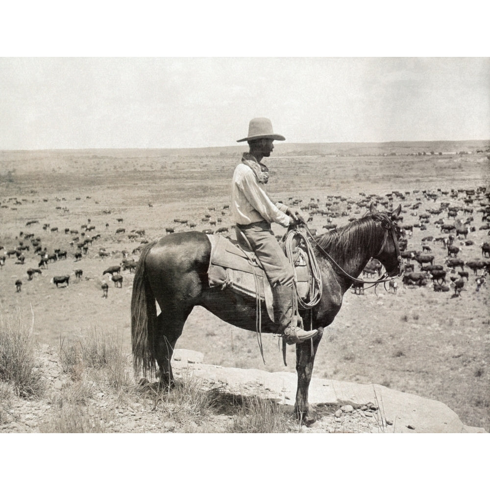 Texas Cowboy C1908. Na Cowboy On Horseback Standing A Knoll While Looking Down At A Herd Of Cattle At The Ls Ranch In Image 2