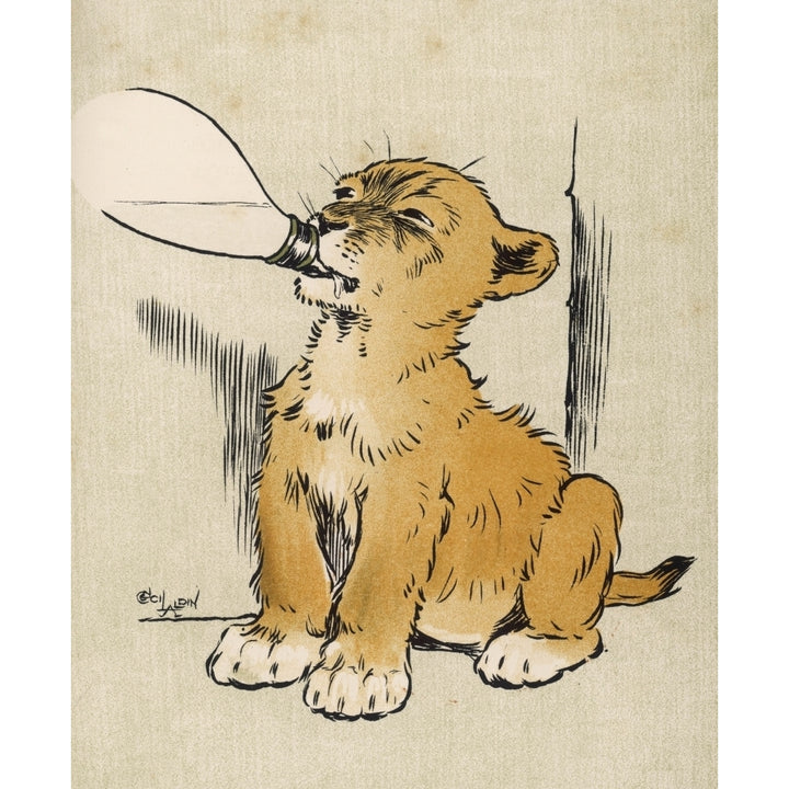 Lion Cub Drinks Milk Poster Print By Mary Evans Picture Library Image 2