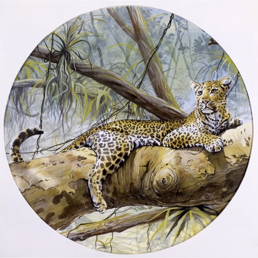 A Leopard Resting On A Rainforest Branch Poster Print By Malcolm Greensmith ?? Adrian Bradburymary Evans Image 1