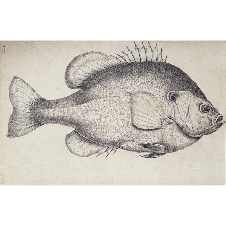 Lepomis Microlophus Redear Sunfish Poster Print By Mary Evans Natural History Museum Image 1