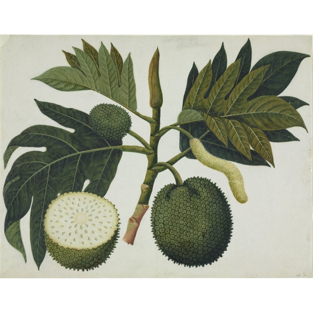 Artocarpus Sp. Poster Print By Mary Evans Natural History Museum Image 1