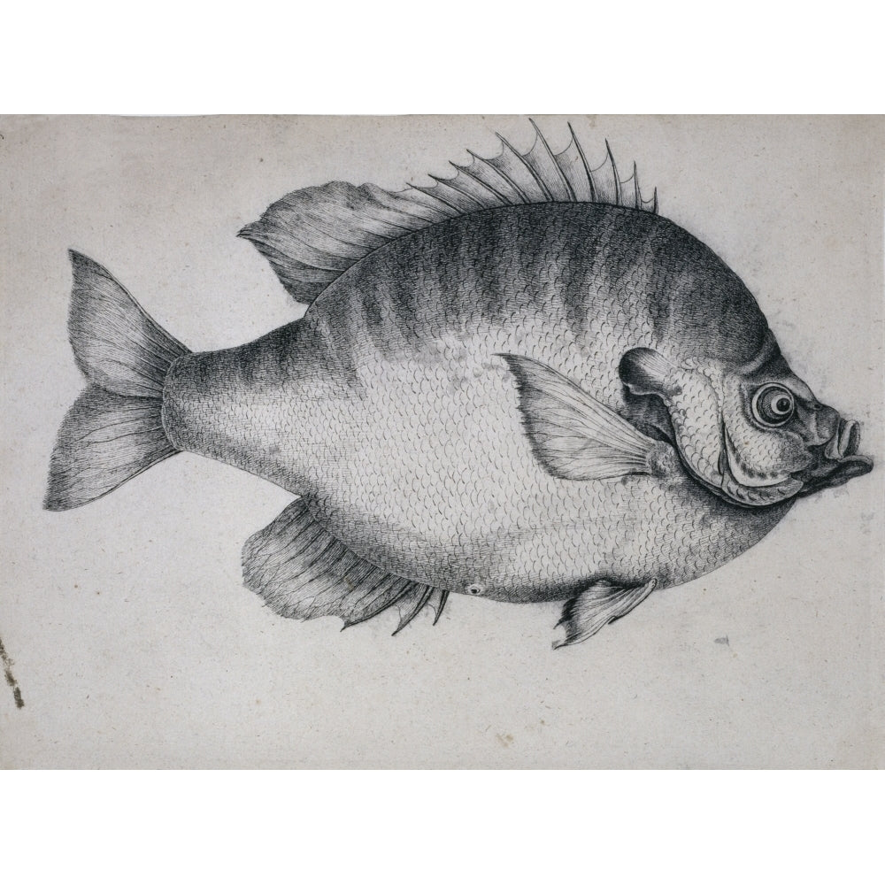 Lepomis Macrochirus Bluegill Poster Print By Mary Evans Natural History Museum Image 2