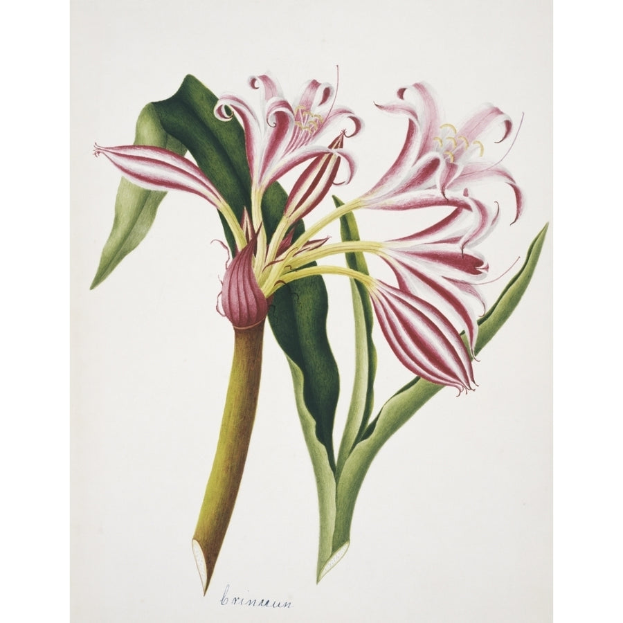 Crinum Sp. Lily Poster Print By Mary Evans Natural History Museum Image 1