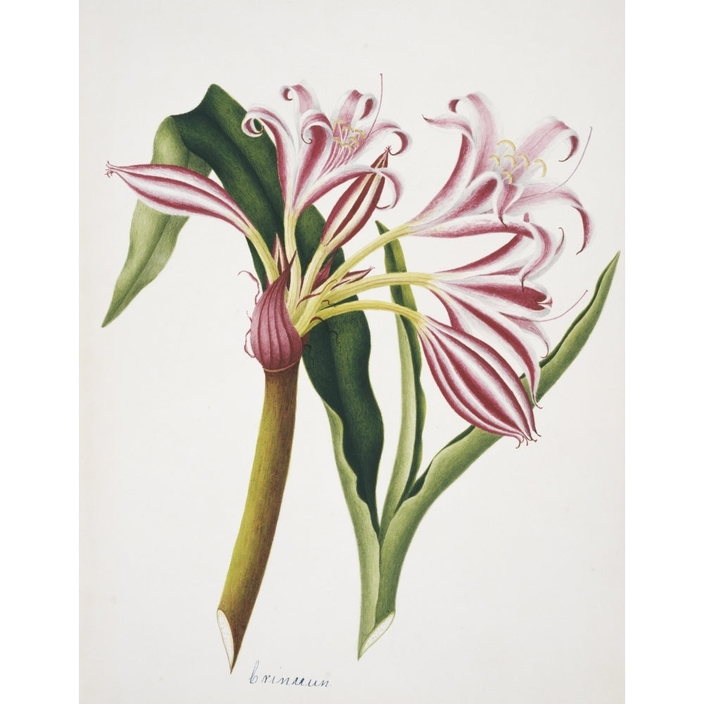 Crinum Sp. Lily Poster Print By Mary Evans Natural History Museum Image 2