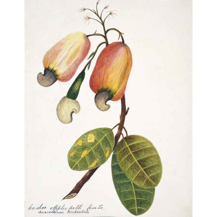 Anacardium Occidentale Cashew Apple Poster Print By Mary Evans Natural History Museum Image 1