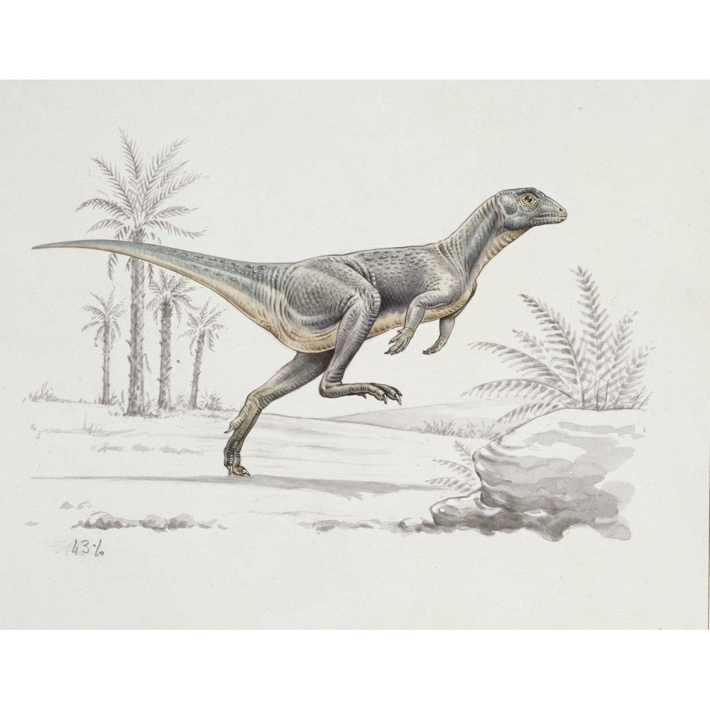 Heterodontosaurus Poster Print By Mary Evans Natural History Museum Image 2