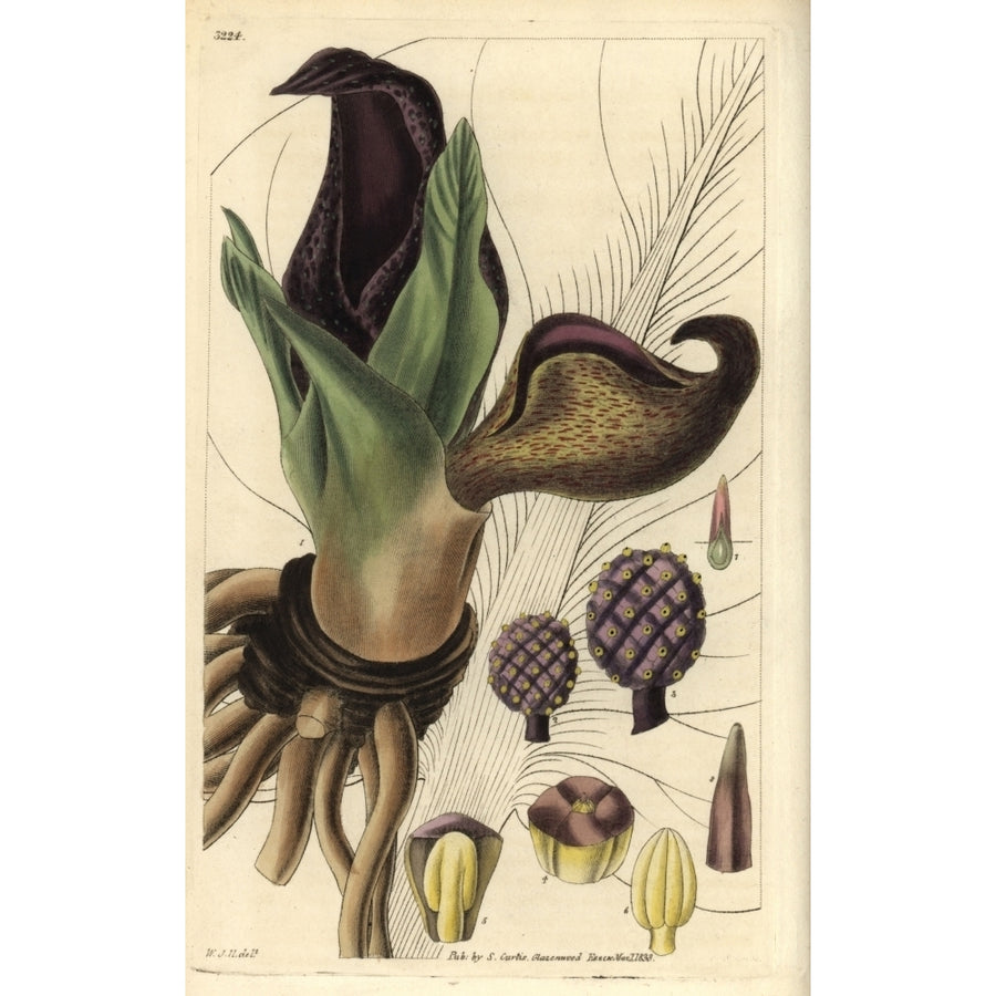 Eastern Skunk Cabbage Or Skunk Weed Symplocarpus Foetidus Poster Print By ?? Florilegius Mary Evans Image 1