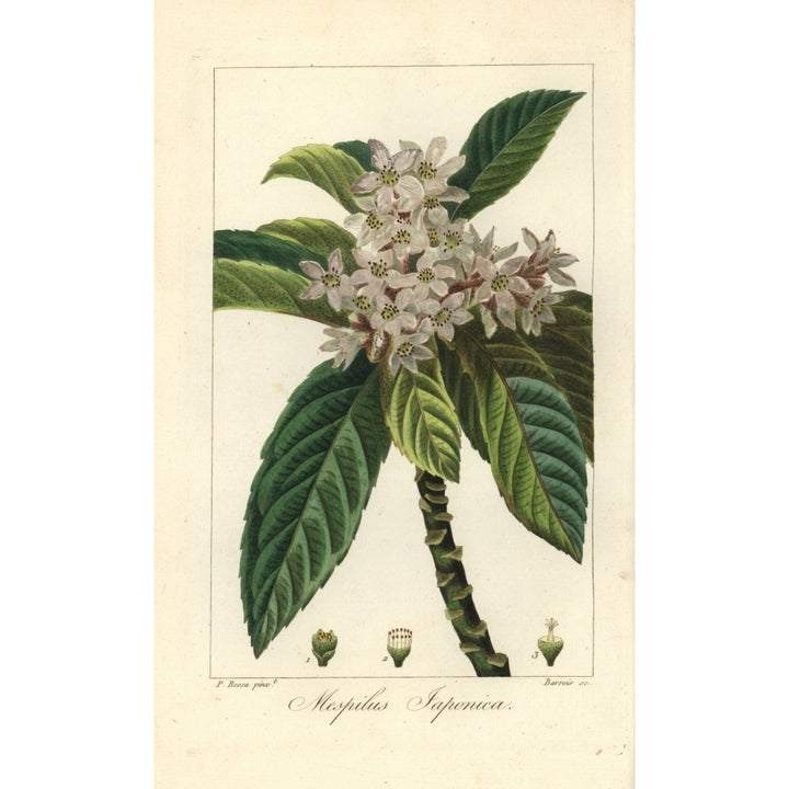 Loquat Tree Or Japanese Medlar Eriobotrya Japonica Poster Print By ?? Florilegius Mary Evans Image 1