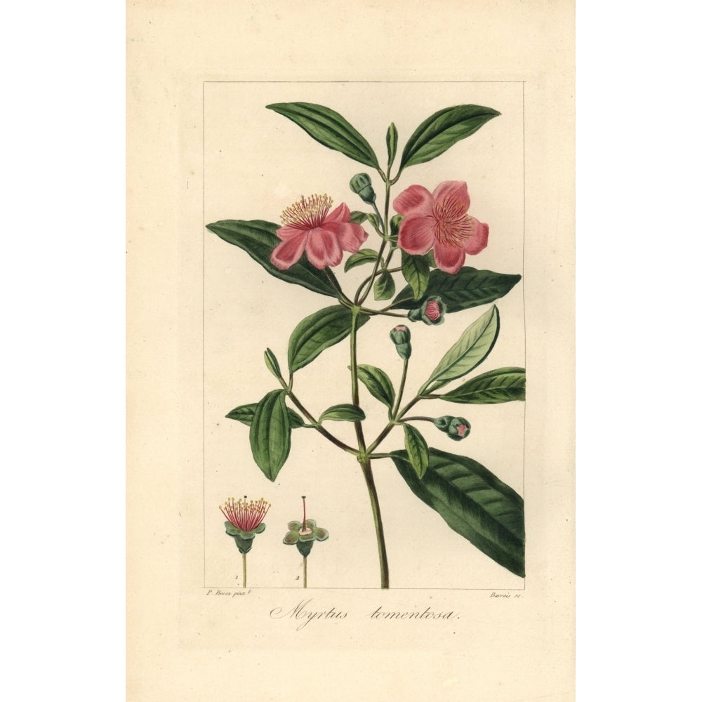 Ceylon Hill Gooseberry Rhodomyrtus Tomentosaa Poster Print By ?? Florilegius Mary Evans Image 1