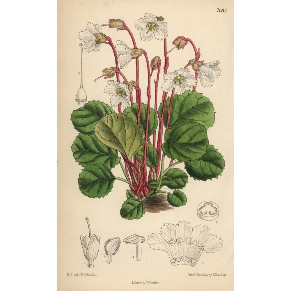 Shortia Galacifolia Oconee Bells Native Of Carolina Poster Print By ?? Florilegius Mary Evans Image 2