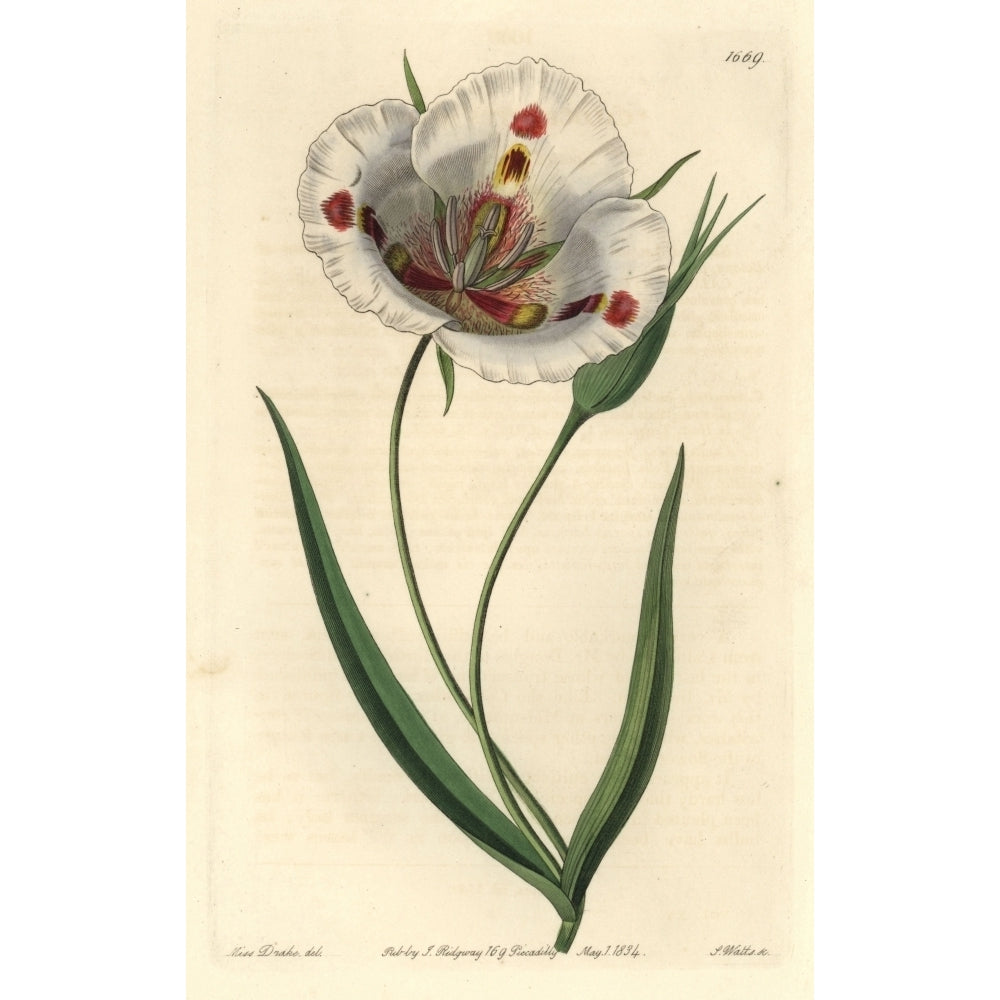 Butterfly Mariposa Lily Calochortus Venustus Poster Print By ?? Florilegius Mary Evans Image 1