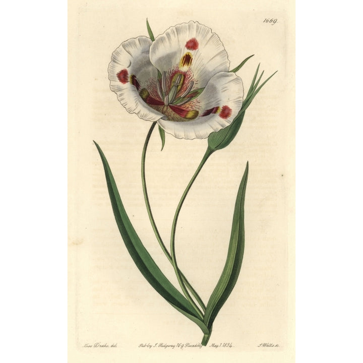 Butterfly Mariposa Lily Calochortus Venustus Poster Print By ?? Florilegius Mary Evans Image 2