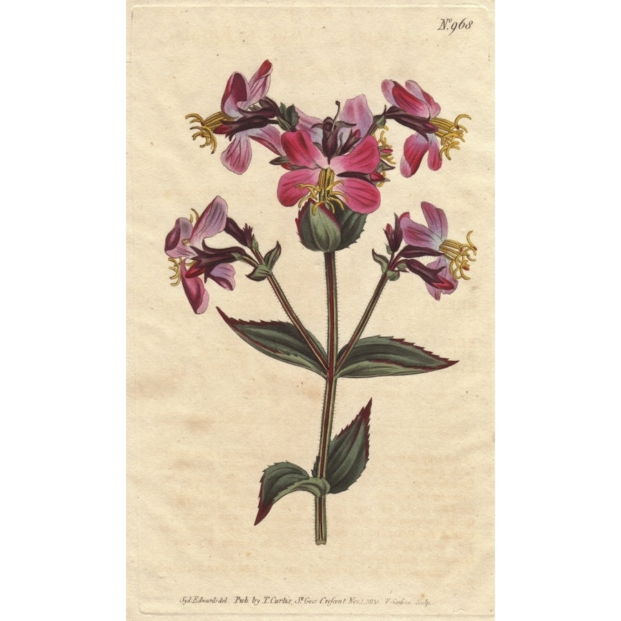 Virginian Rhexia With Colorful Pink And Mauvea Poster Print By ?? Florilegius Mary Evans Image 1