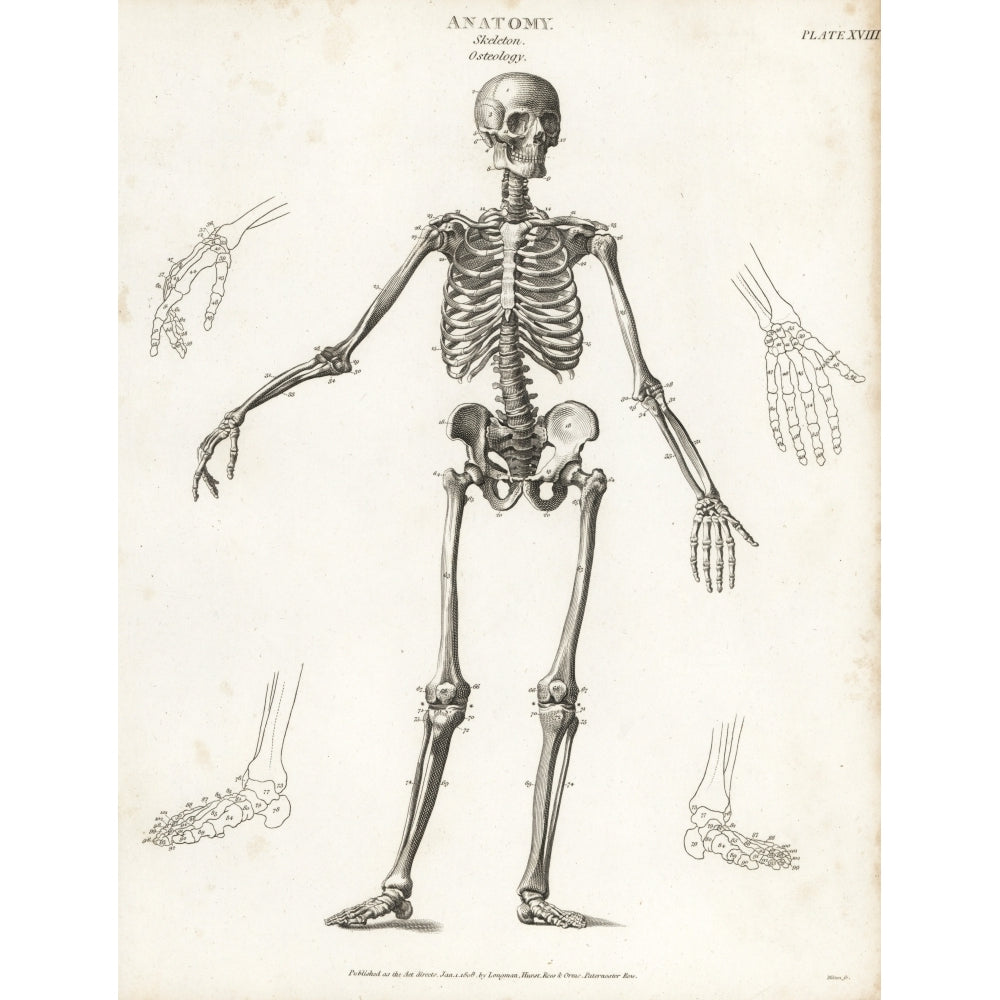 Anatomy Of The Human Skeleton Poster Print By ?? Florilegius Mary Evans Image 1