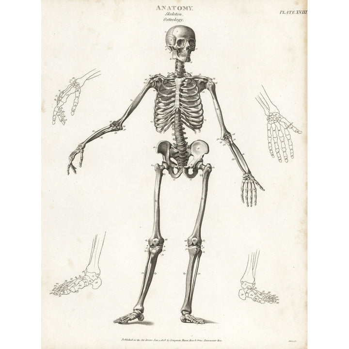 Anatomy Of The Human Skeleton Poster Print By ?? Florilegius Mary Evans Image 2