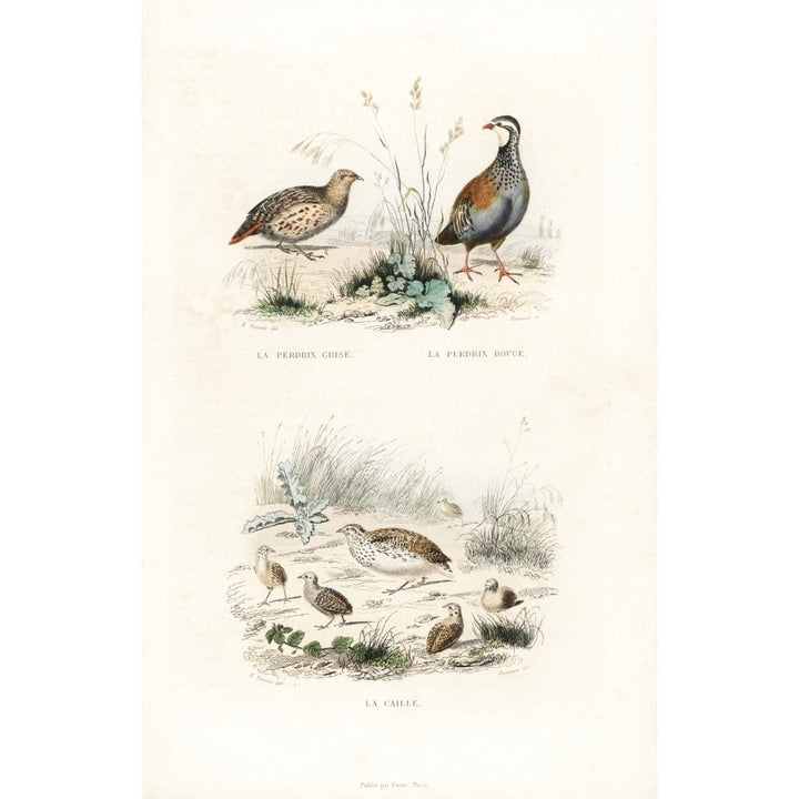 Grey Partridge Red-Legged Partridge And Quail Poster Print By ?? Florilegius Mary Evans Image 1