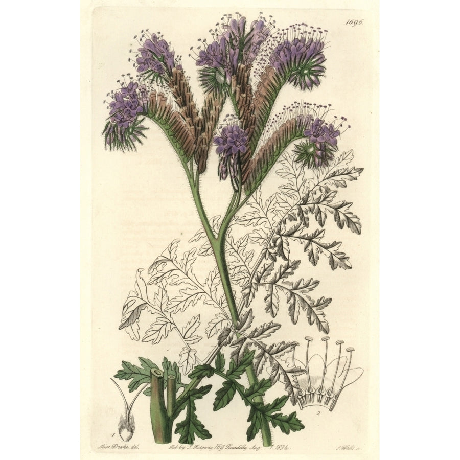 Tansy-Leaved Or Lacy Phacelia Phacelia Tanacetifolia Poster Print By ?? Florilegius Mary Evans Image 1