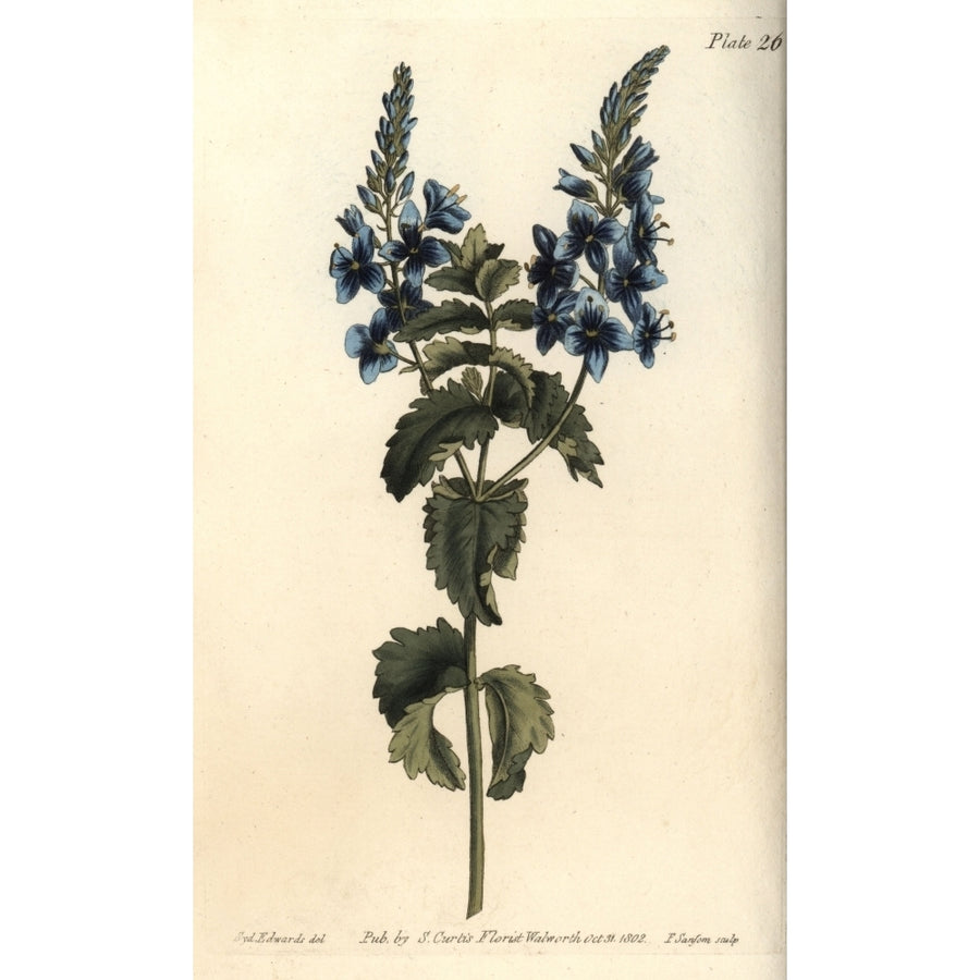 Germander Speedwell Veronica Chamaedrys Poster Print By ?? Florilegius Mary Evans Image 1