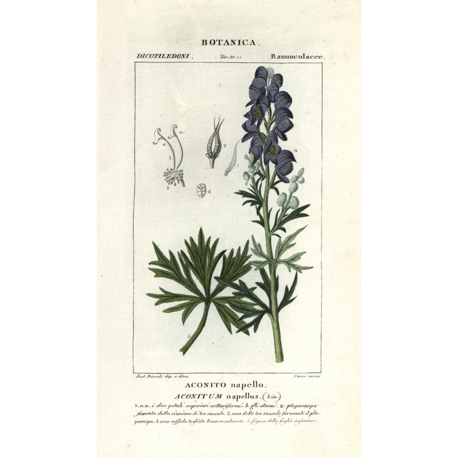 MonkS Hood Aconitum Napellus Poster Print By ?? Florilegius Mary Evans Image 1