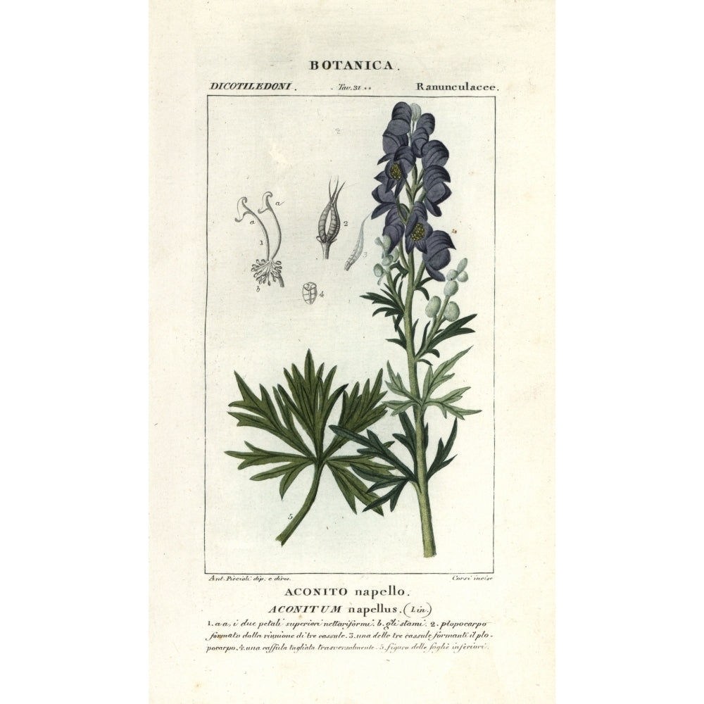 MonkS Hood Aconitum Napellus Poster Print By ?? Florilegius Mary Evans Image 2