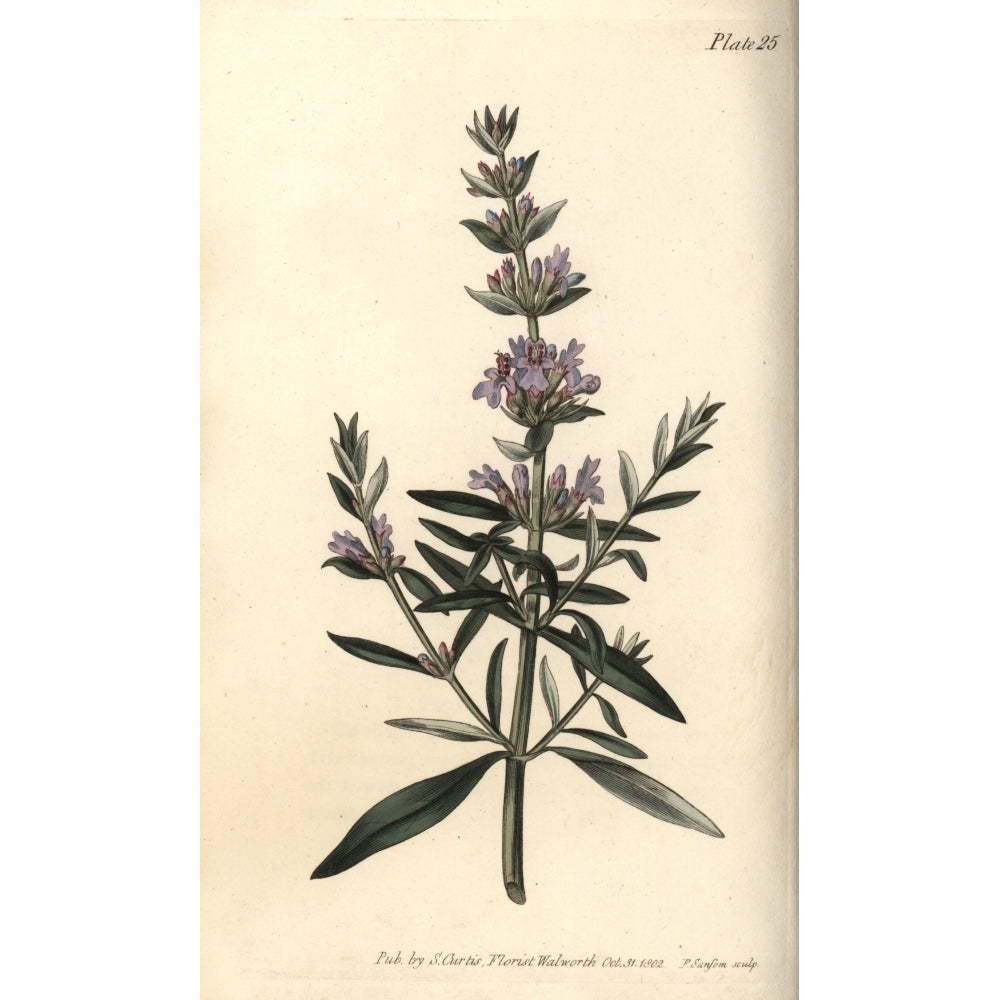 Hyssop Hyssopus Officinalis Poster Print By ?? Florilegius Mary Evans Image 1