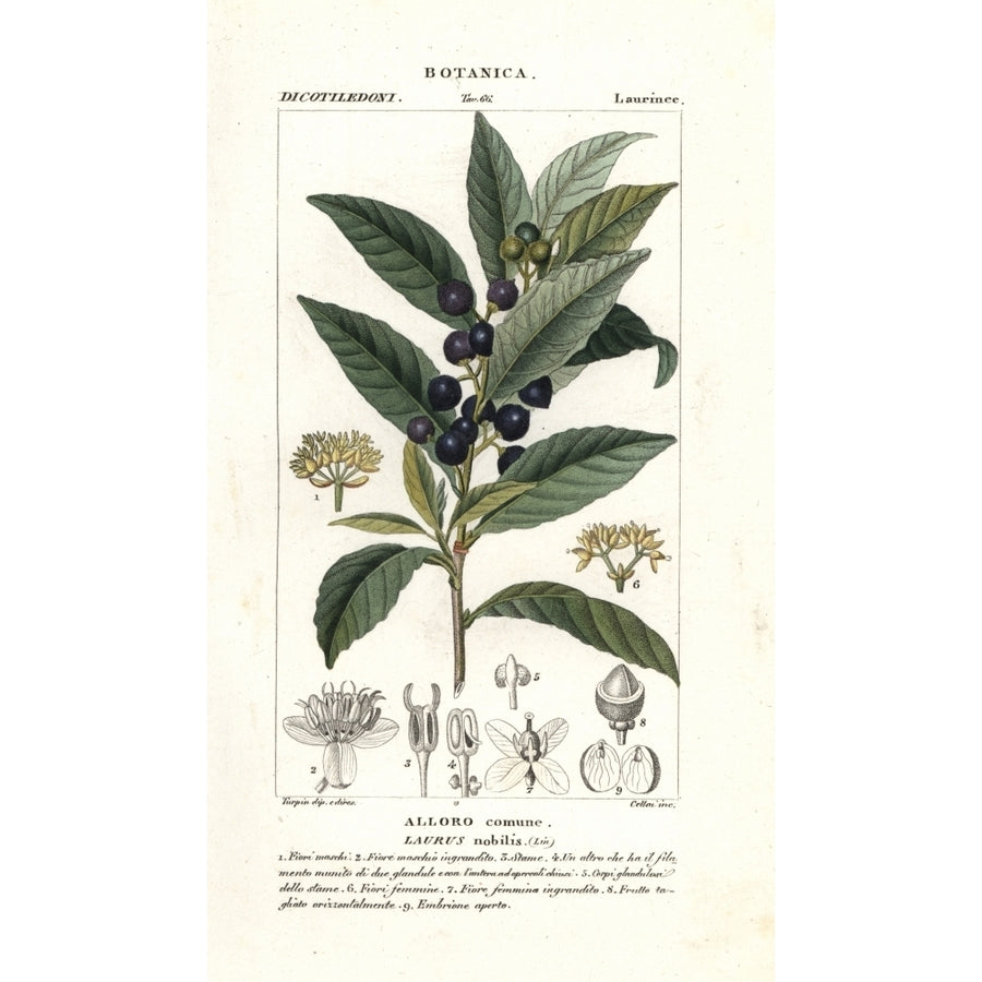 Bay Laurel Laurus Nobilis Poster Print By ?? Florilegius Mary Evans Image 1