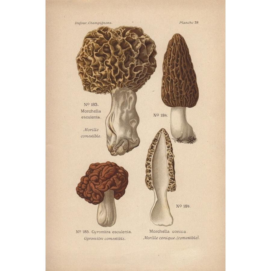 Morel Mushrooms Morchella Esculenta M Conicaa Poster Print By ?? Florilegius Mary Evans Image 1