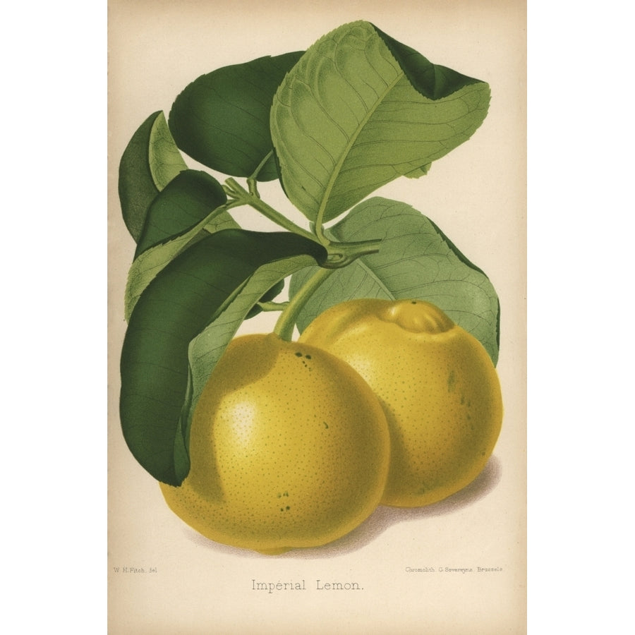 Imperial Lemon Cultivar Citrus X Limon Poster Print By ?? Florilegius Mary Evans Image 1