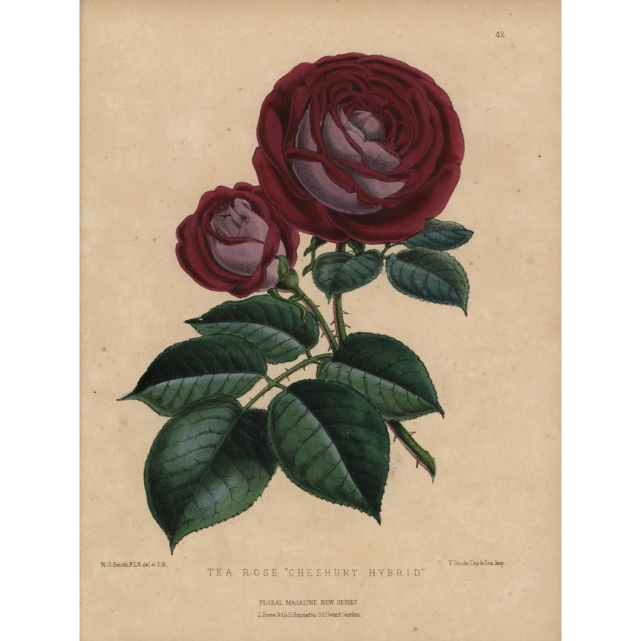 Crimson And Mauve Tea Rose Cheshunt Hybrida Poster Print By ?? Florilegius Mary Evans Image 1