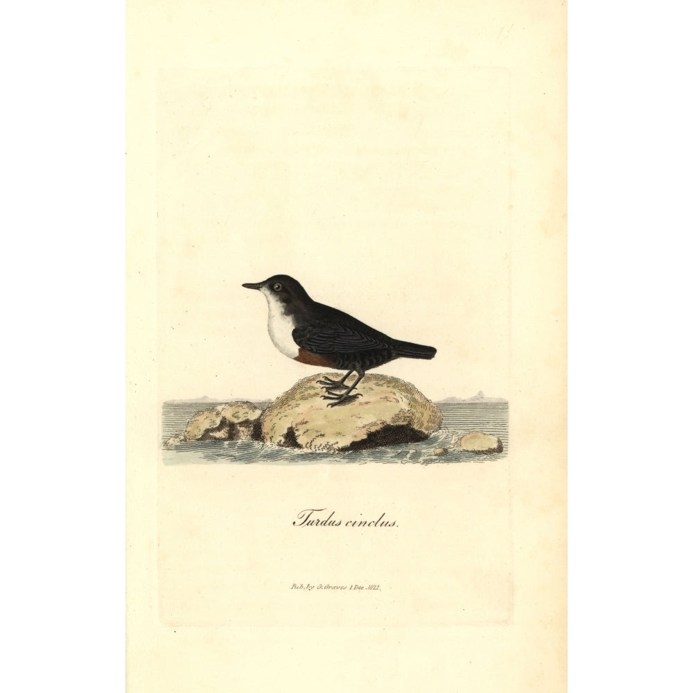 White-Throated Dipper Or Water Ouzel Cinclus Cinclus Poster Print By ?? Florilegius Mary Evans Image 2