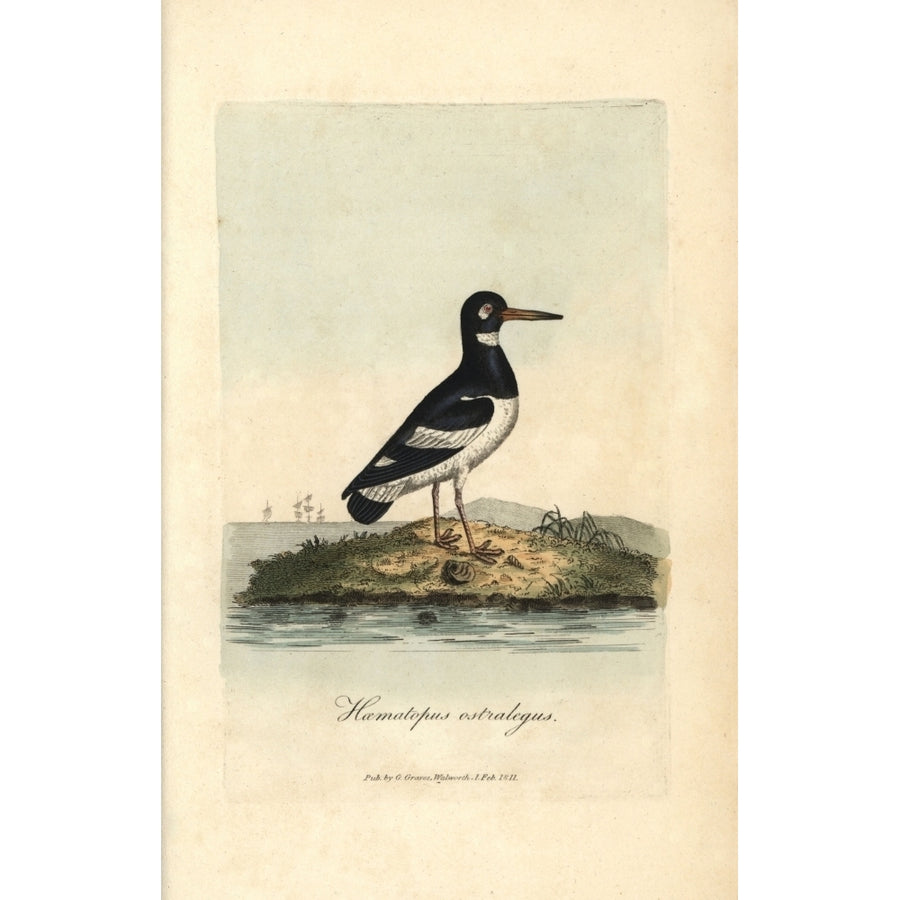 Pied Oystercatcher Haematopus Ostralegus Poster Print By ?? Florilegius Mary Evans Image 1