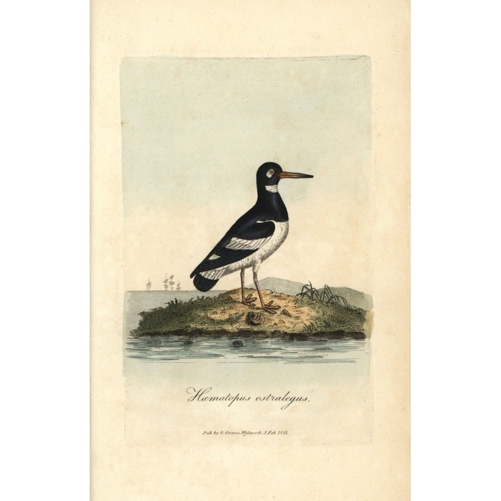 Pied Oystercatcher Haematopus Ostralegus Poster Print By ?? Florilegius Mary Evans Image 2