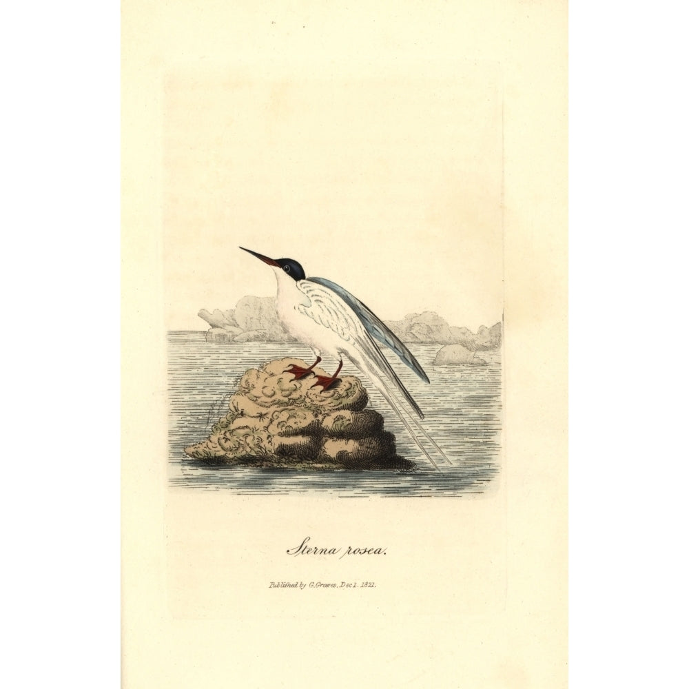 Roseate Tern Sterna Dougallii Poster Print By ?? Florilegius Mary Evans Image 1