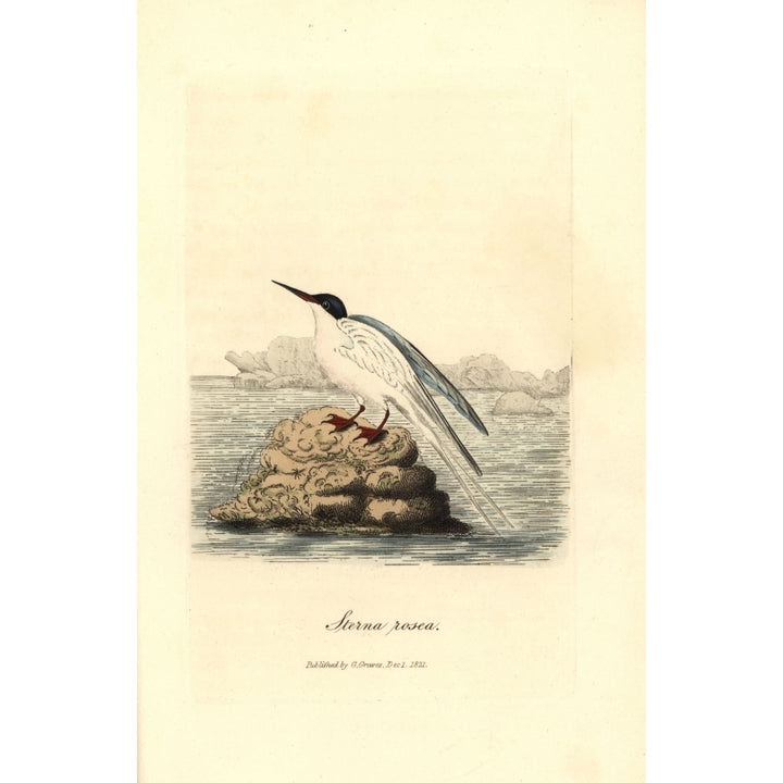 Roseate Tern Sterna Dougallii Poster Print By ?? Florilegius Mary Evans Image 1