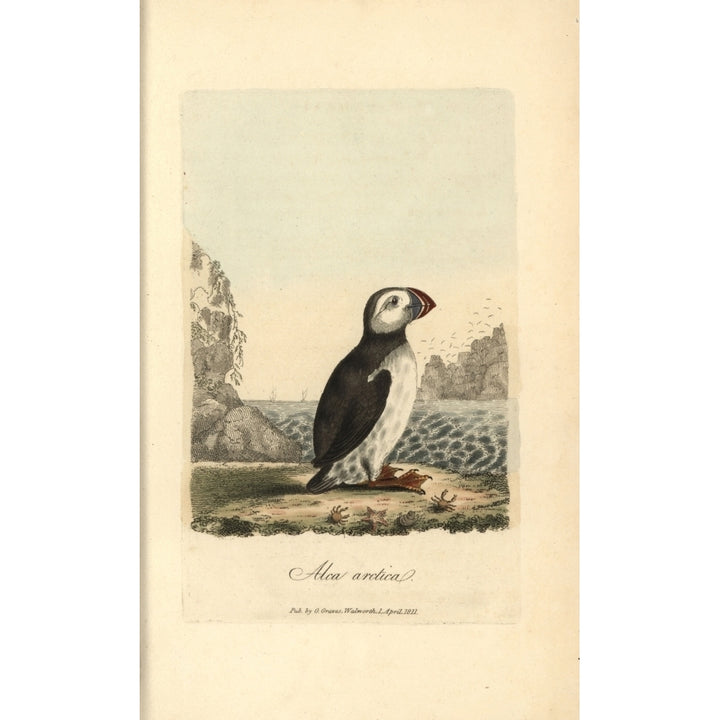 Atlantic Puffin Alca Arctica Poster Print By ?? Florilegius Mary Evans Image 1