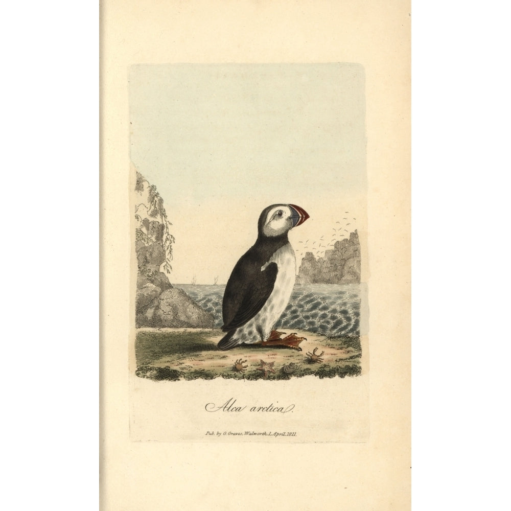 Atlantic Puffin Alca Arctica Poster Print By ?? Florilegius Mary Evans Image 2