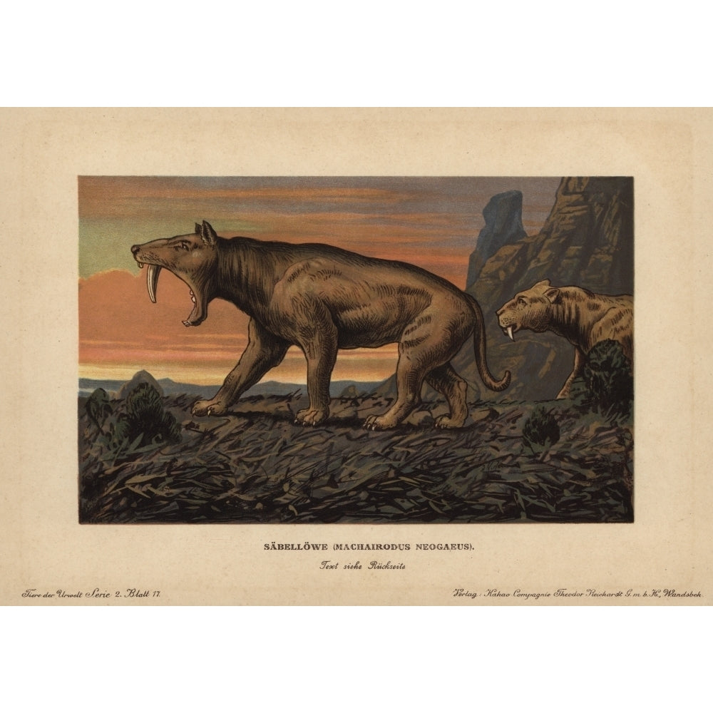 Machaidorus Neogaeus Smilodon Neogaeus Saber-Tootheda Poster Print By ?? Florilegius Mary Evans Image 2