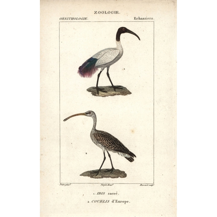 African Sacred Ibis Threskiornis Aethiopicusa Poster Print By ?? Florilegius Mary Evans Image 1