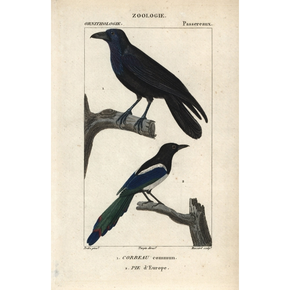 Raven Corvus Corax And Magpie Pica Pica Poster Print By ?? Florilegius Mary Evans Image 2