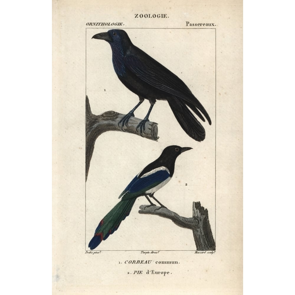 Raven Corvus Corax And Magpie Pica Pica Poster Print By ?? Florilegius Mary Evans Image 1