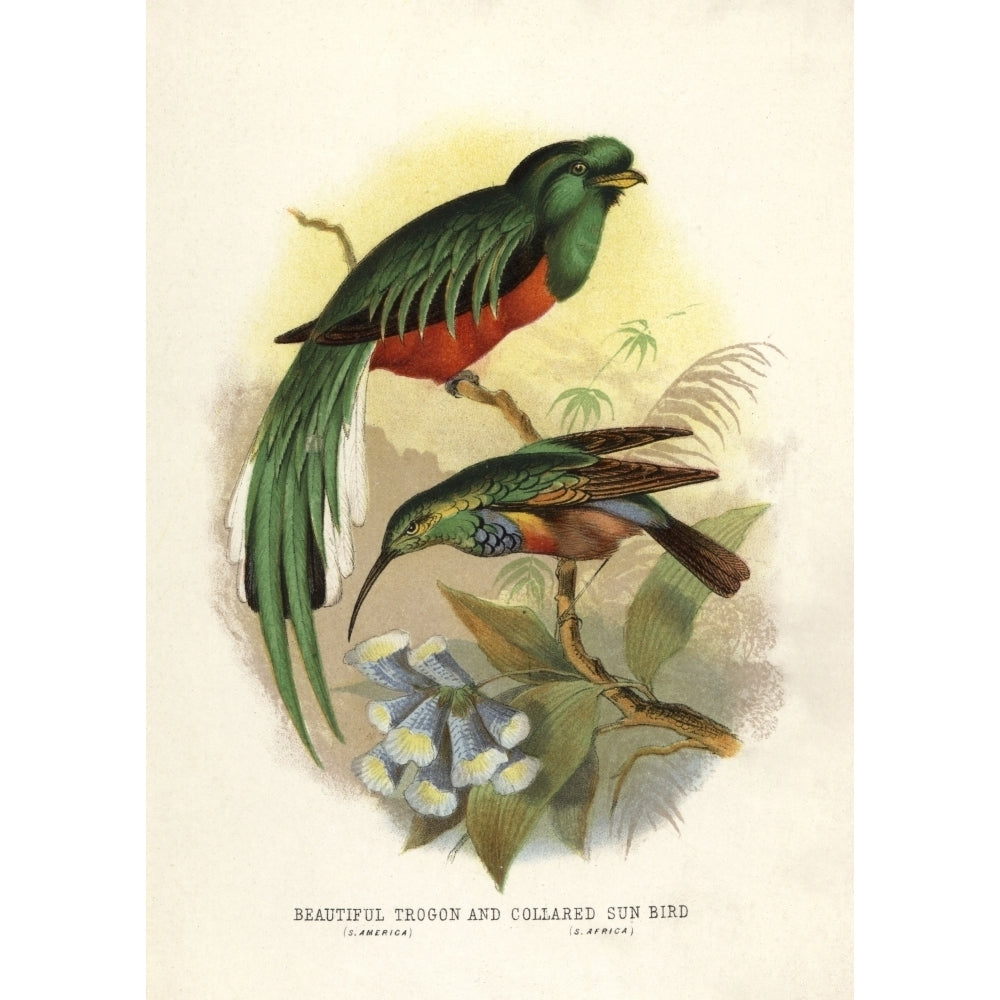 Crested Quetzal Pharomachrus Antisianus Anda Poster Print By ?? Florilegius Mary Evans Image 2