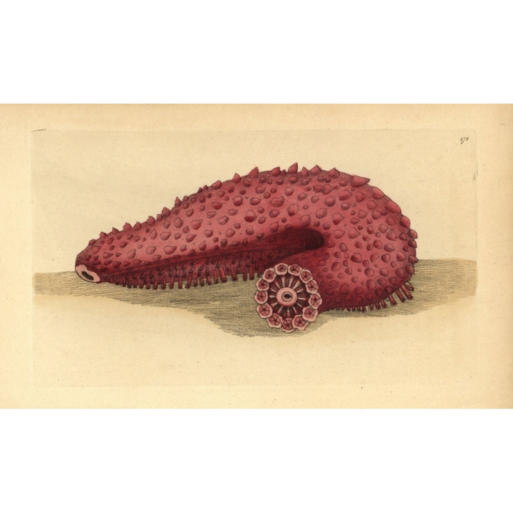 Sea Cucumber Parastichopus Tremulus Poster Print By ?? Florilegius Mary Evans Image 1