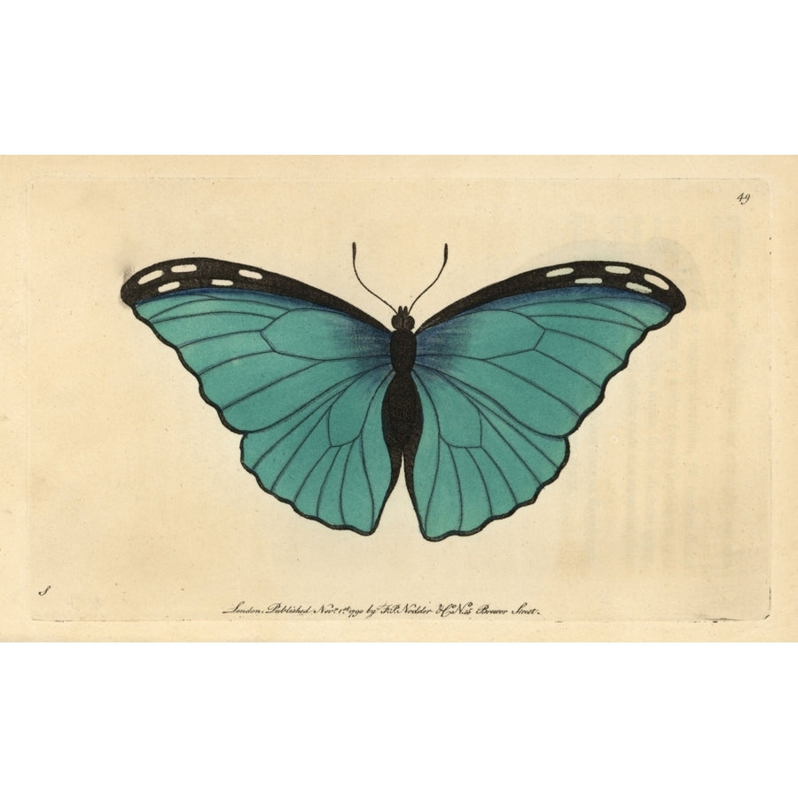 Menelaus Blue Morpho Butterfly Morpho Menelaus Poster Print By ?? Florilegius Mary Evans Image 1