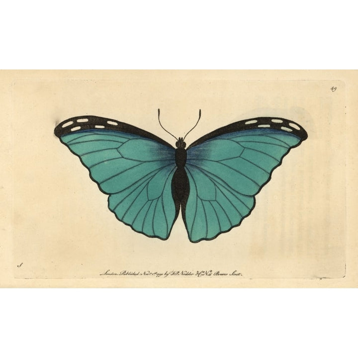 Menelaus Blue Morpho Butterfly Morpho Menelaus Poster Print By ?? Florilegius Mary Evans Image 1