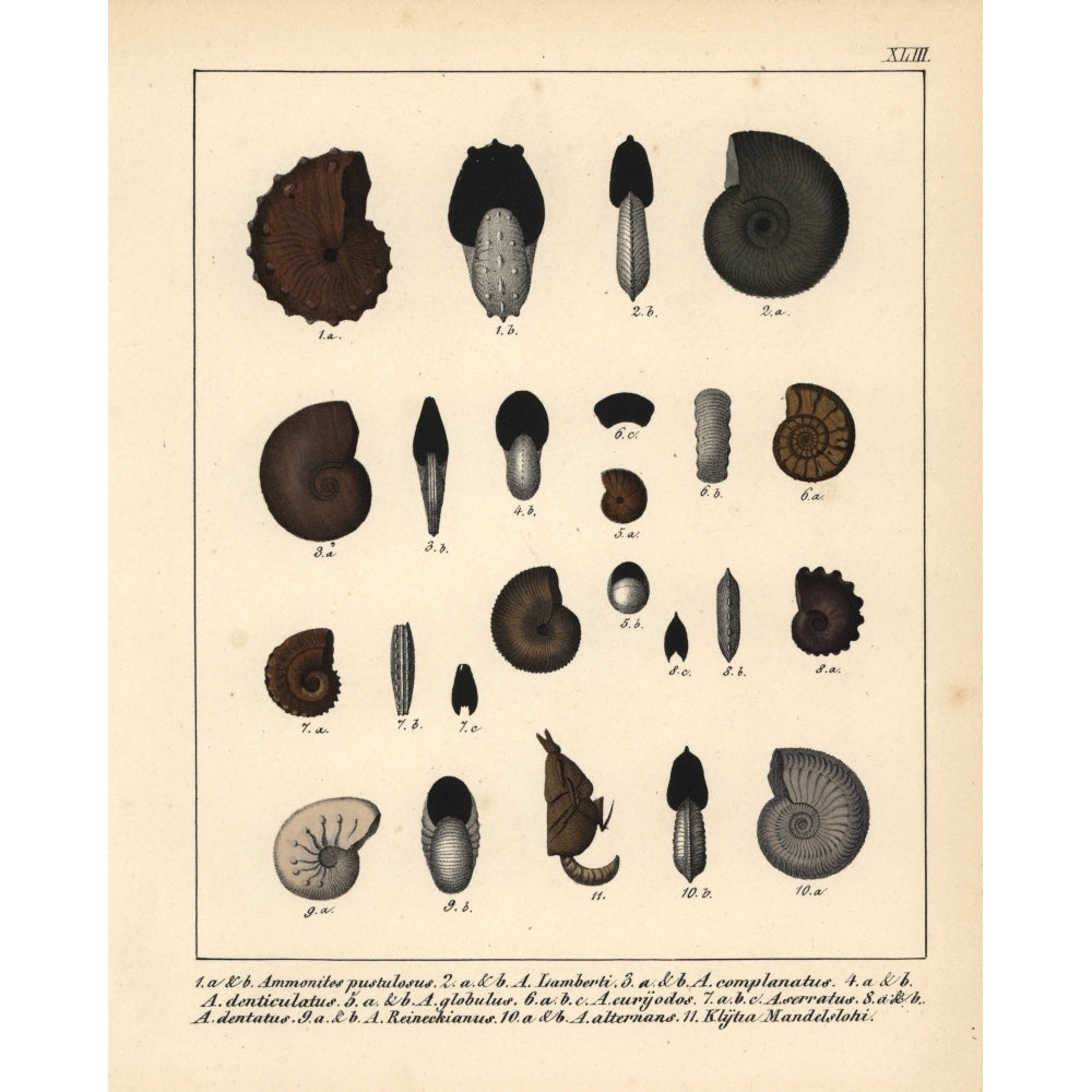 Fossils Of Extinct Ammonites Poster Print By ?? Florilegius Mary Evans Image 1