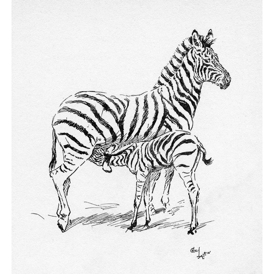 Illustration By Cecil Aldin The Zebra Poster Print By Mary Evans Picture Library Image 1