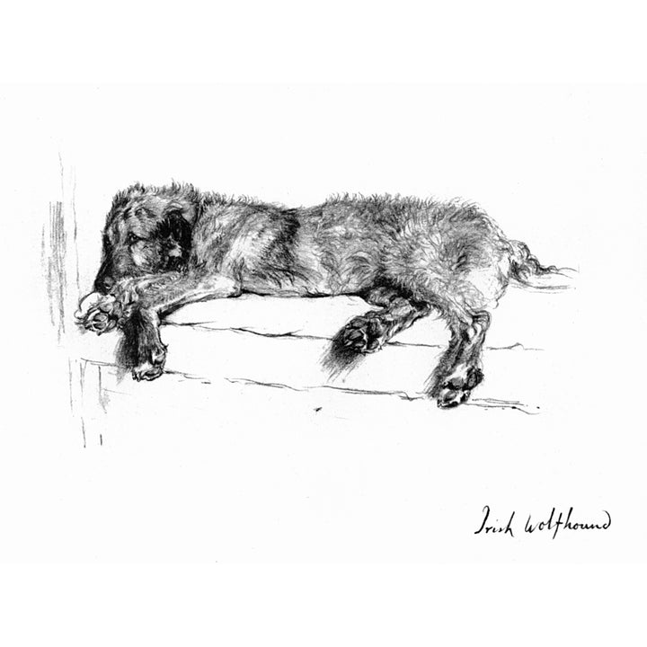 Illustration Of An Irish Wolfhound By Cecil Aldin Poster Print By Mary Evans Picture Library Image 1