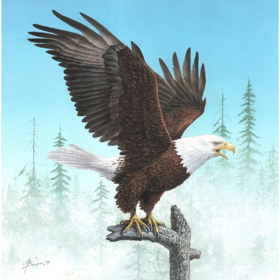 Bald eagle displaying wings Poster Print by John Bindon Image 1