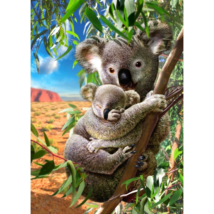 Koala and Cub Poster Print by Adrian Chesterman Image 2